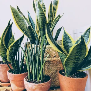 Snake Plant, rooted cutting or whole plant