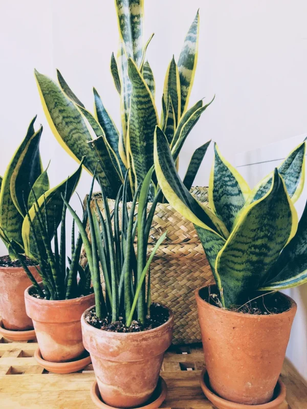 Snake Plant, rooted cutting or whole plant