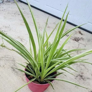 Young Spider Plants in 4" pot