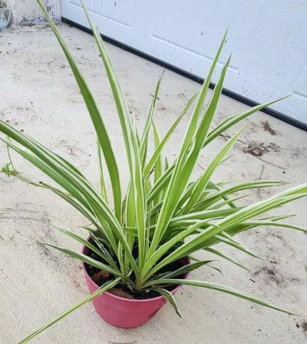 Young Spider Plants in 4" pot