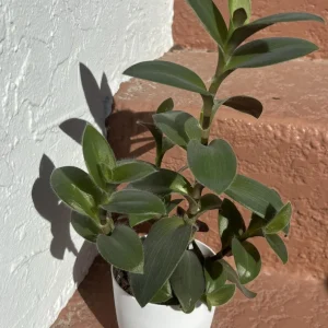 Tradescantia Small-Leaf Spiderwort Cuttings
