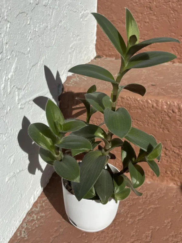 Tradescantia Small-Leaf Spiderwort Cuttings