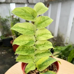 Rhaphidophora Korthalsi Variegated