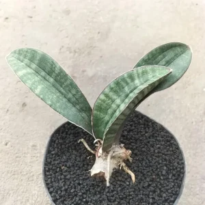 Unique Snake Plant Best Quality Plants