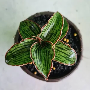 Sansevieria Cleopatra Unique Snake